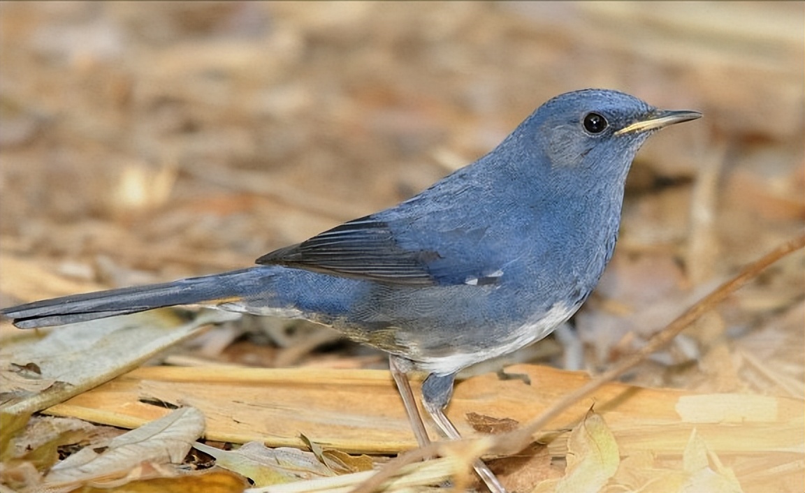 50张最佳鸟类摄影作品,鸟儿大全大图