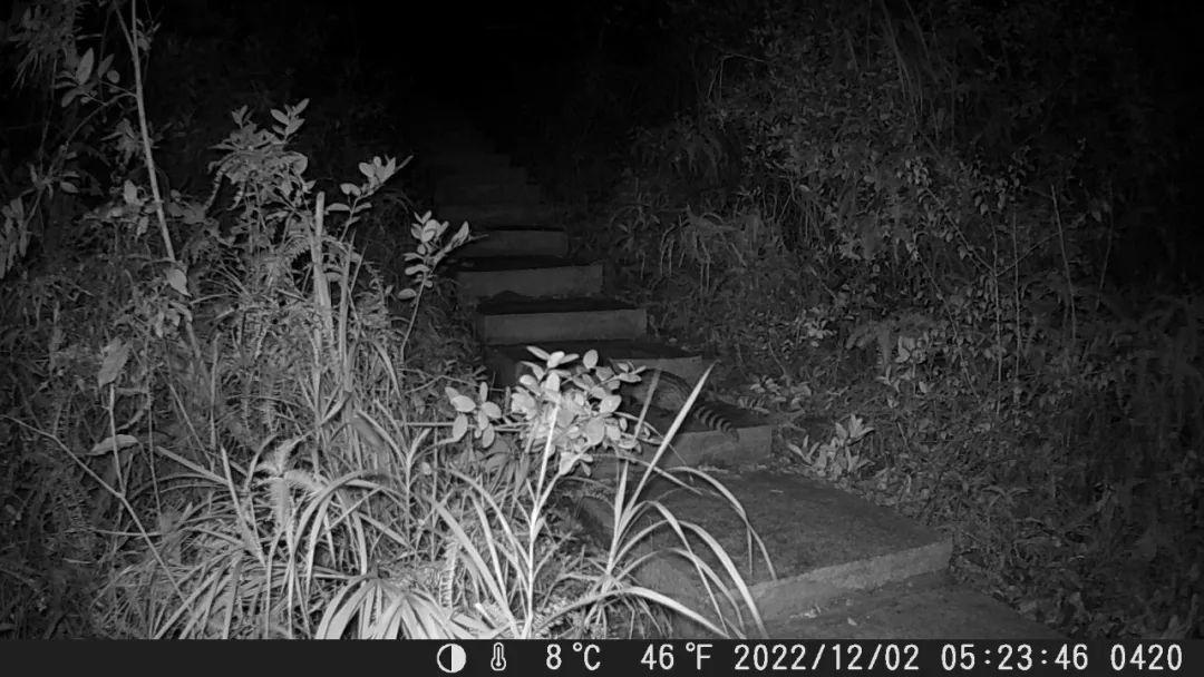 深圳七娘山突现罕见小灵猫！为何人类是罪魁祸首？华南虎何时再现