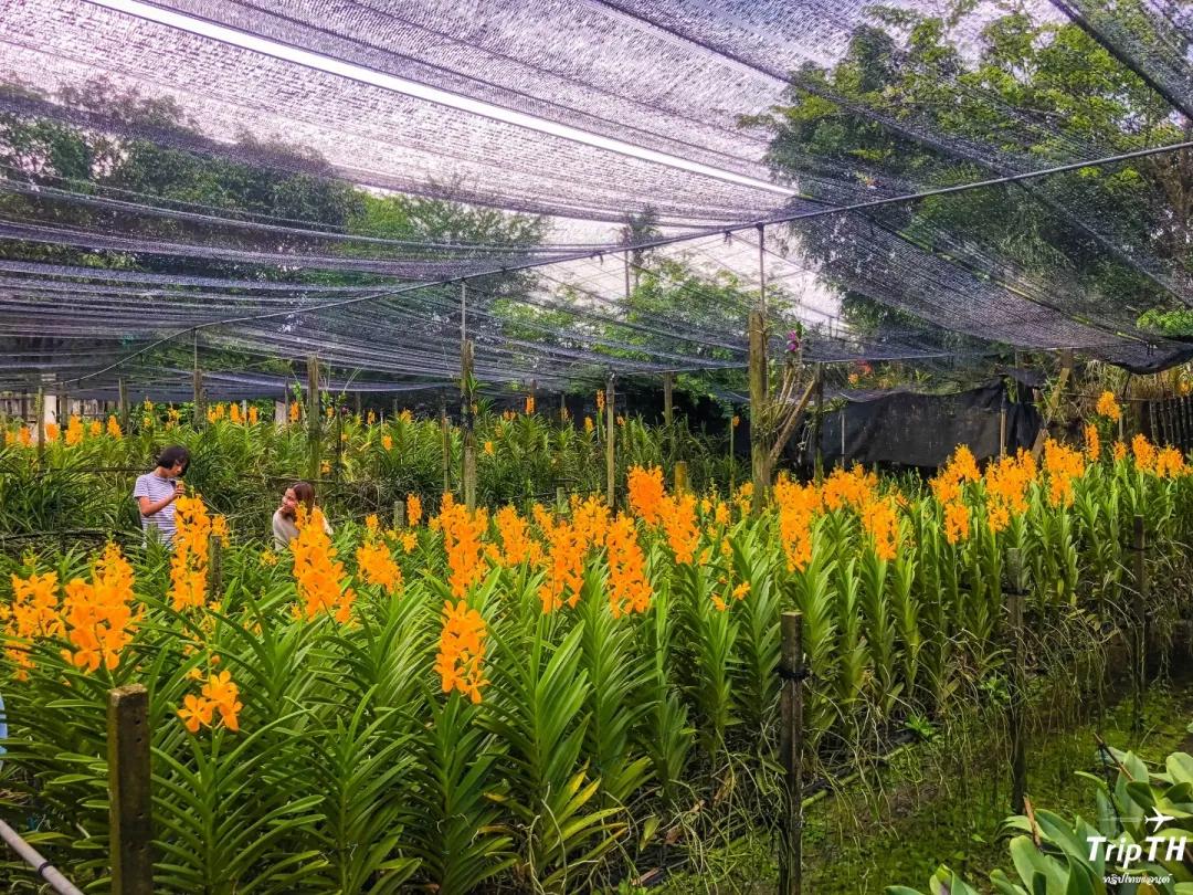 泰国曼谷旅游水上市场,泰国曼谷水上市场介绍