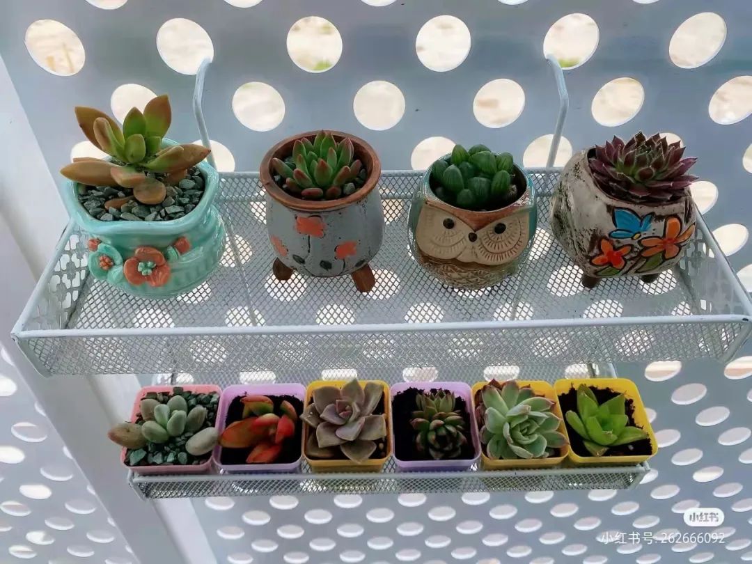 办公室必买的绿植,适合办公室的大型绿植大全