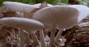 在深山老林捡菌子,夫妻深山捡菌子