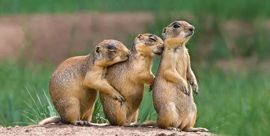 仓鼠也分剥削阶层和劳动阶层