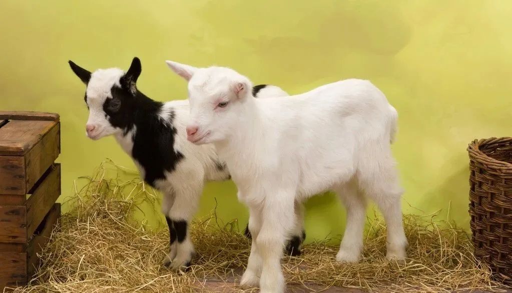 羊子宫脱出体外怎么办,奶山羊子宫颈粘连