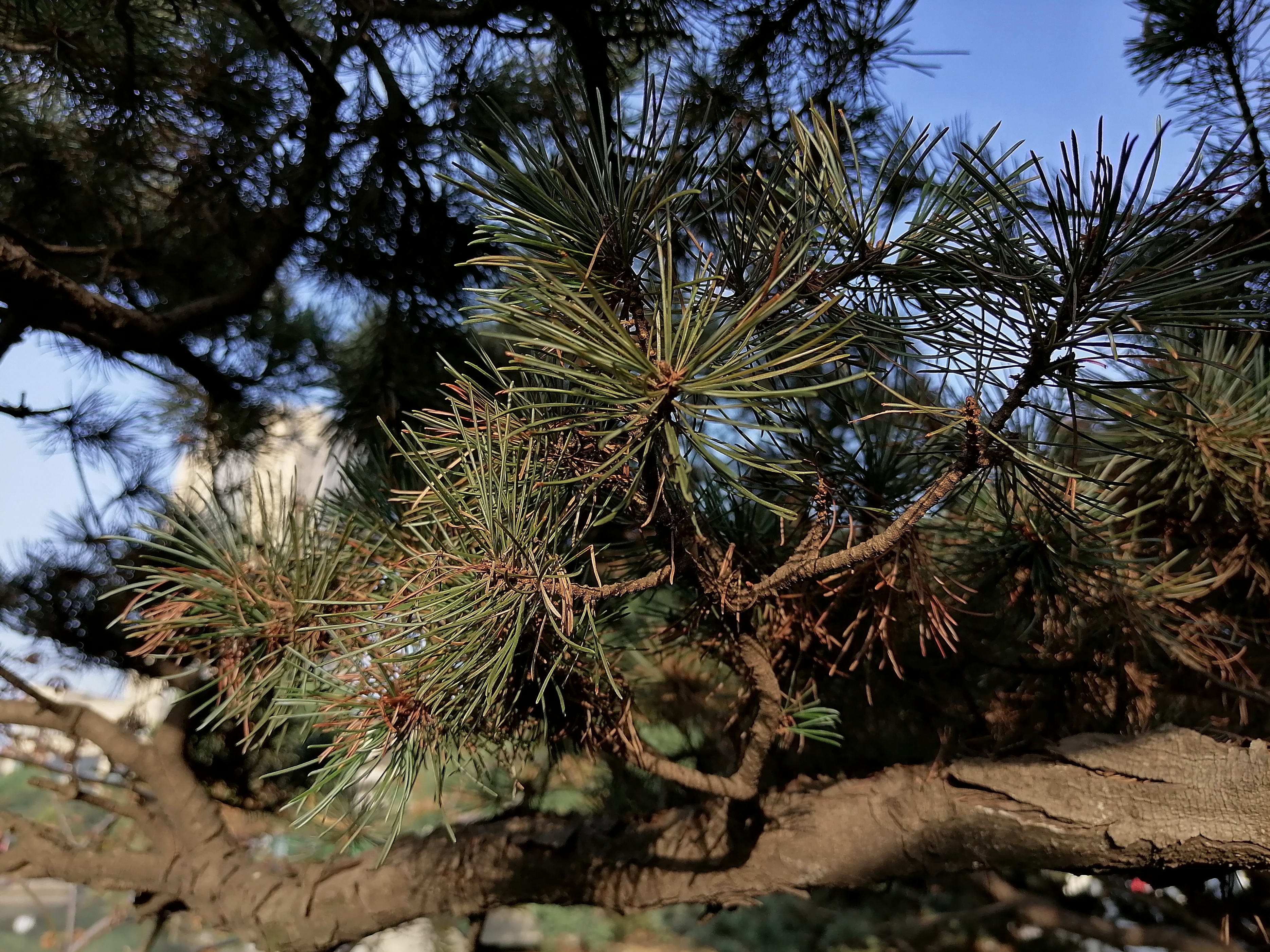 华为nova10pro最新鸿蒙系统,华为nova10z鸿蒙手机