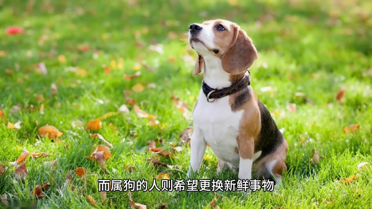 属狗的人和属牛的八字相合吗,属狗的人和属什么的人相配吗