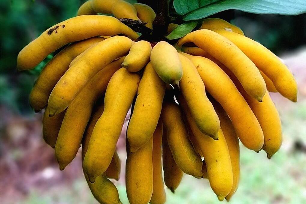 只有农村才有的水果你吃过几种,农村最喜欢的十种水果