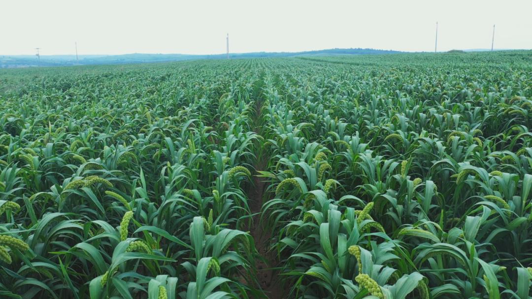 辛巴开启直播带岗招聘新模式，通辽：奈曼山嘴小米直播专场启动