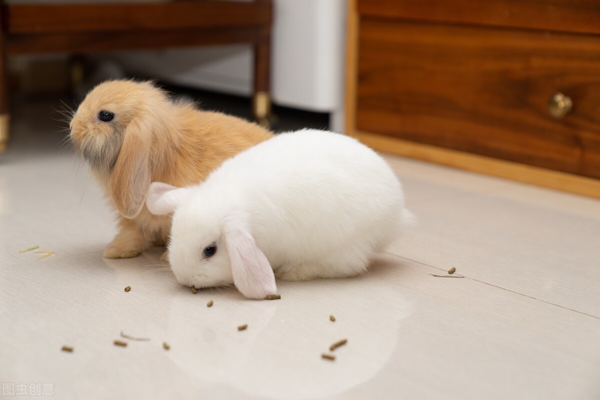 兔子流乳白色脓鼻涕,兔子感冒流鼻涕怎么治