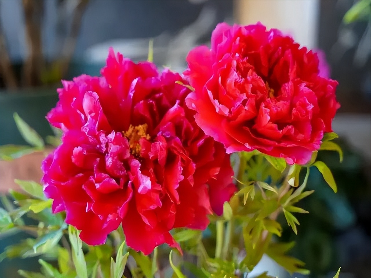 春天昆明赏花有哪些景点,春天来春城昆明7大赏花好去处