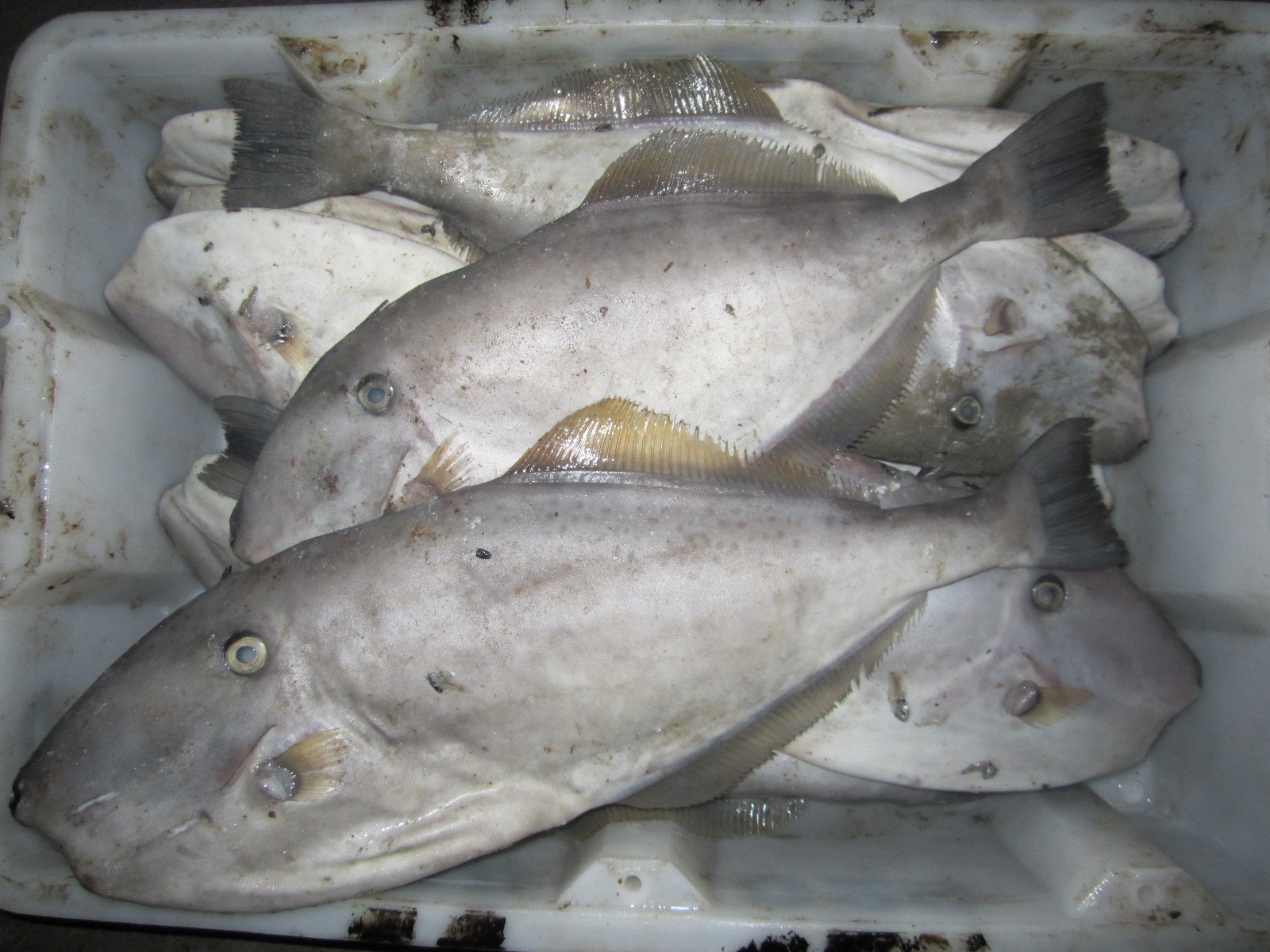 太仓引进日本海鲜,苏州太仓港继续进口海鲜