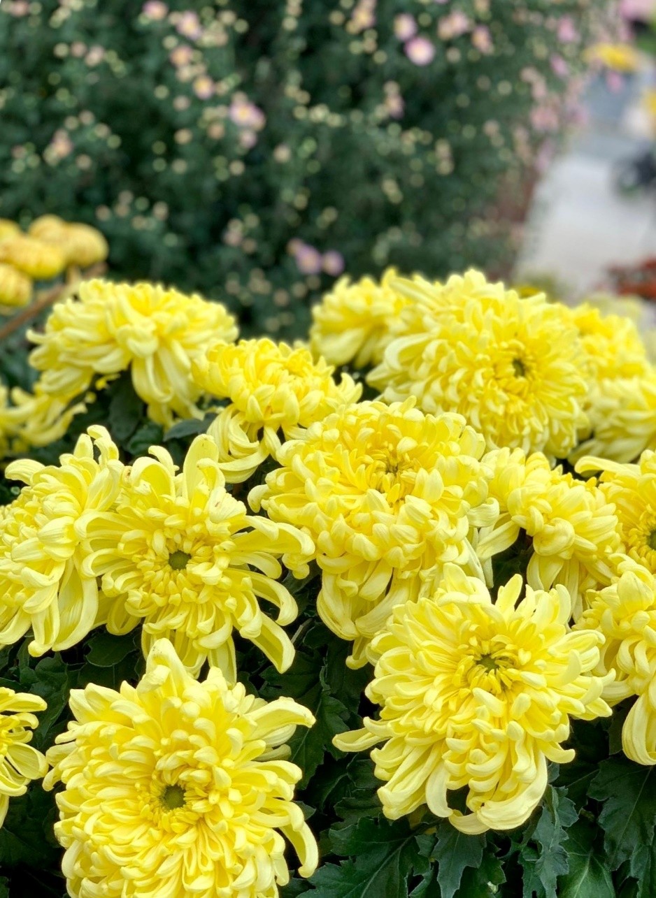 东湖公园赏菊花,深圳市东湖公园一年一季的菊花展