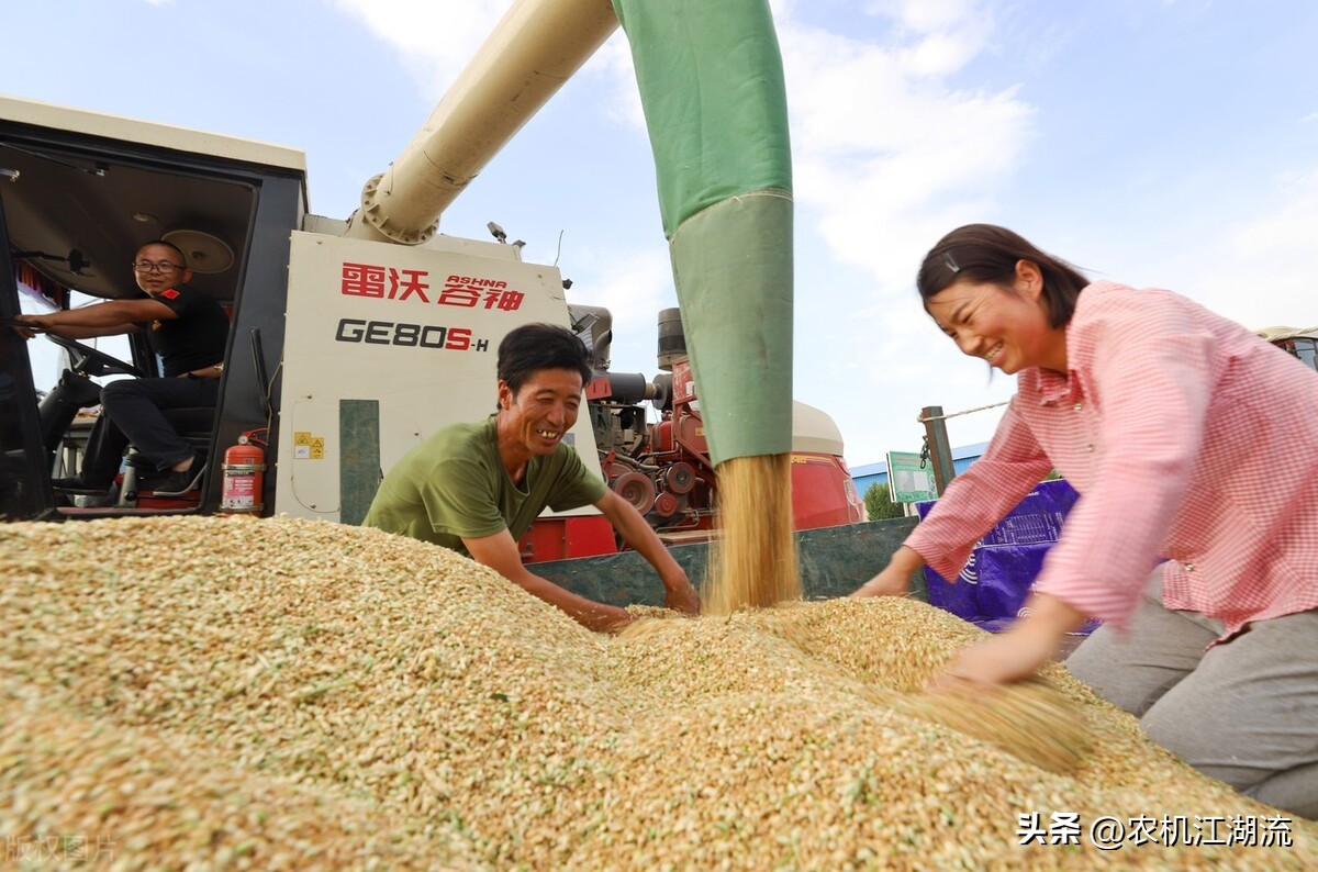 雷沃谷神最大的小麦收割机,雷沃谷神收割机收割小麦第一视角