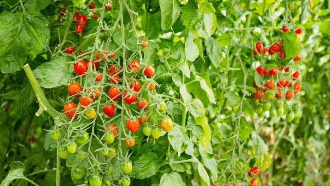 六一童真之旅,欢乐过六一儿童创意作品