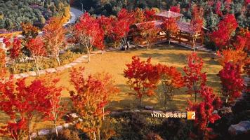 秋天的云南哪里漂亮又美丽,有一种美叫云南的秋天美景