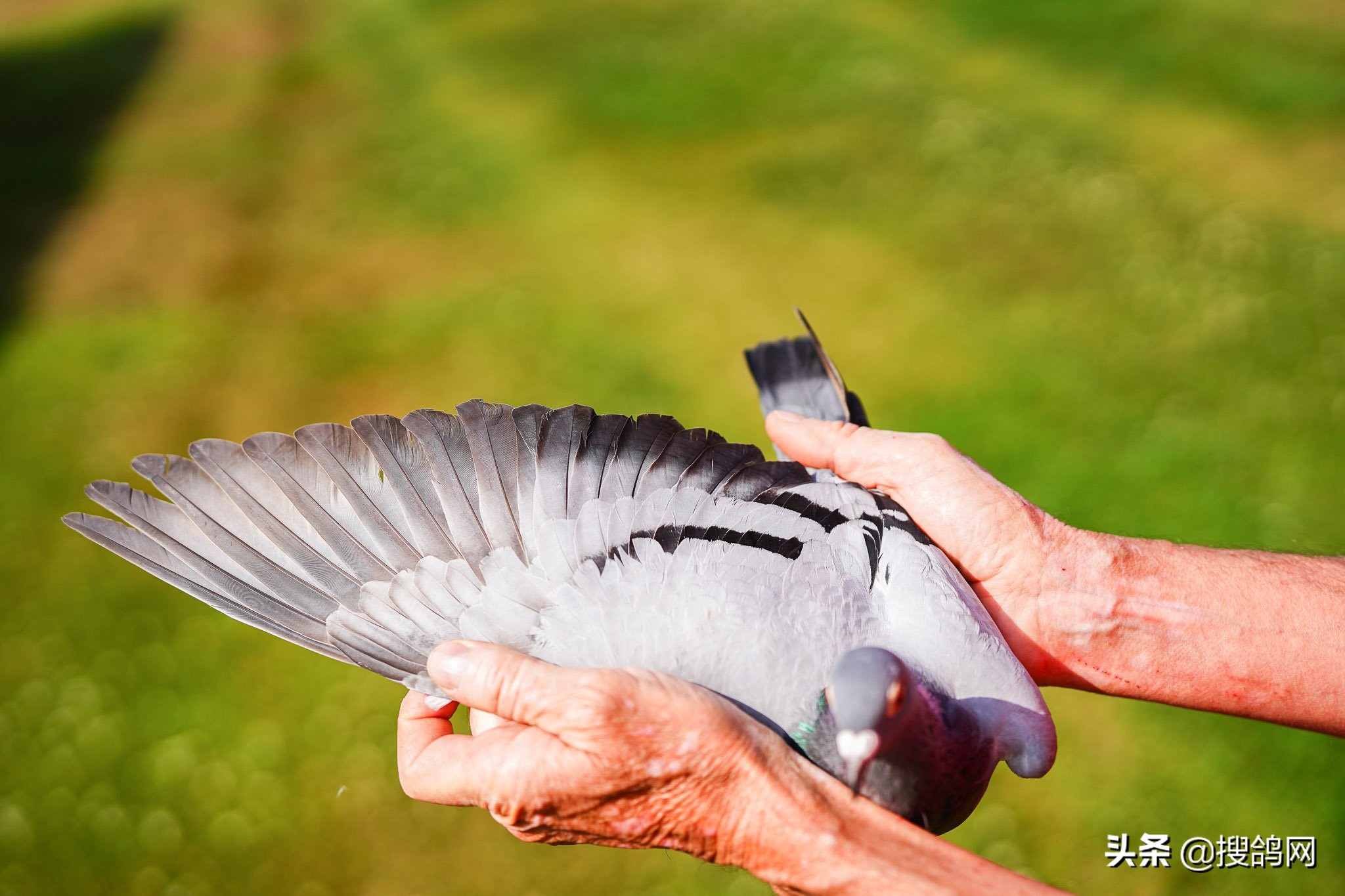 巴塞罗那是世界冠军吗,巴塞罗那6连冠都是哪六冠