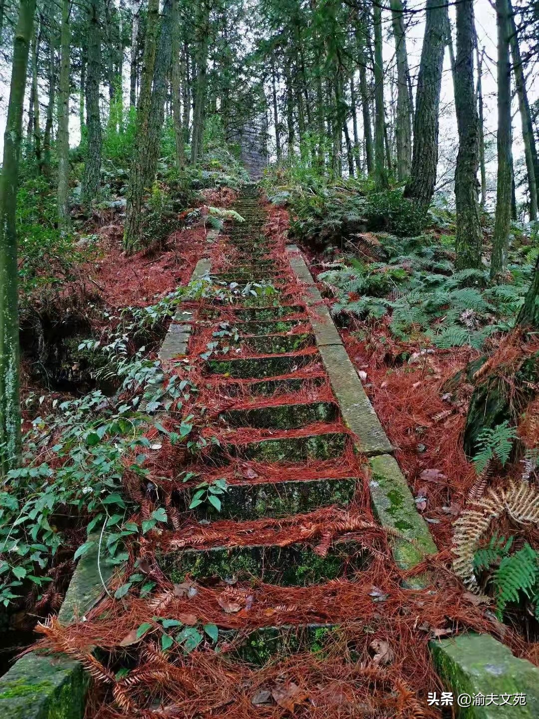 澶滆景灏忚闃呰,澶滆景闃呰