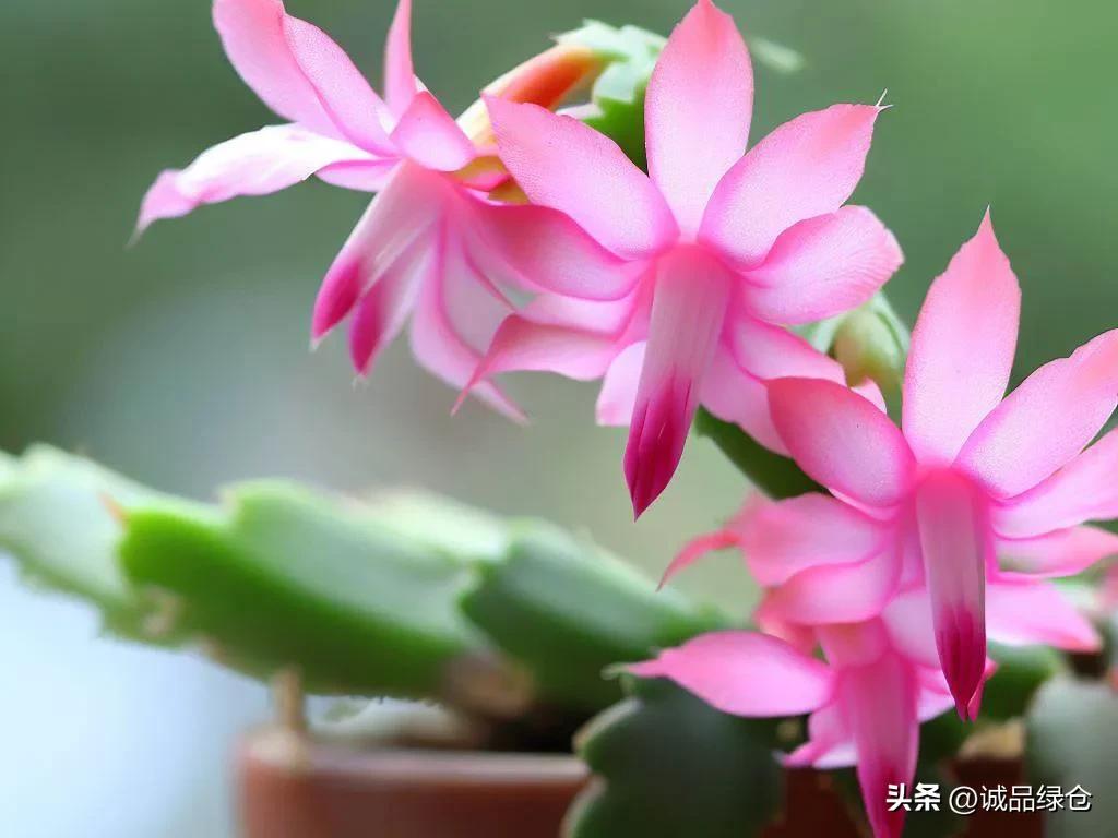 蟹爪兰叶片发红怎样才能让它变绿,蟹爪兰叶片发红的原因