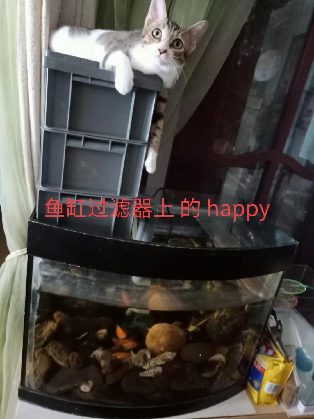 happy鎴戠殑濂冲鎻掓洸,浣爃appy鎴戜篃happy