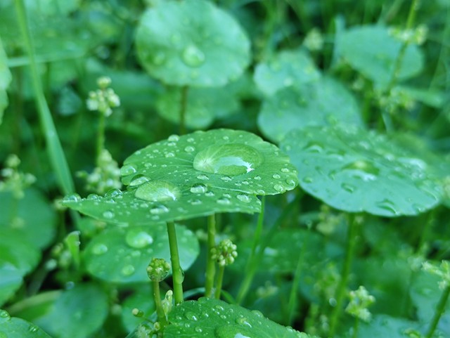 “热不热，就看五月二十四”，五月二十四入伏，今年热不热