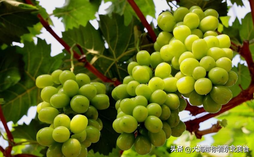 大连有什么好吃的水果,旅顺十大好吃的