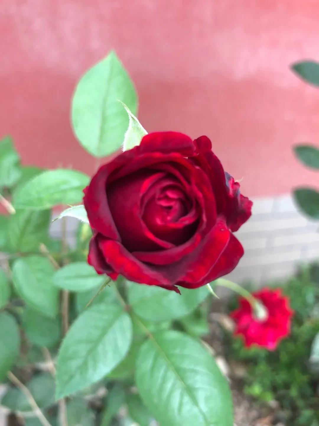 抗癌日记：护国*轮法**寺以及静心带给我的疗愈