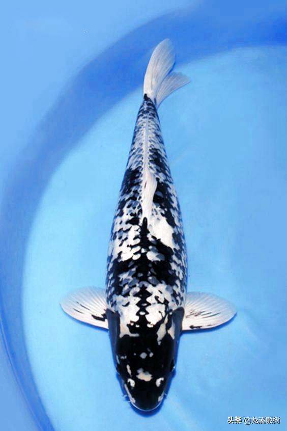 锦鲤分多少种什么样的锦鲤最好养,锦鲤要怎么选才能选到好的锦鲤