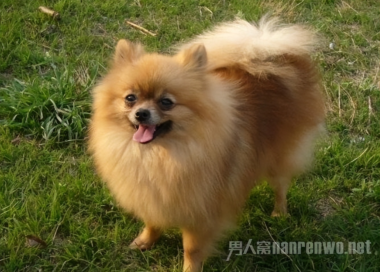 什么品种的狗狗适合有孩子家庭养,狗狗品种大全及图片拉布拉多