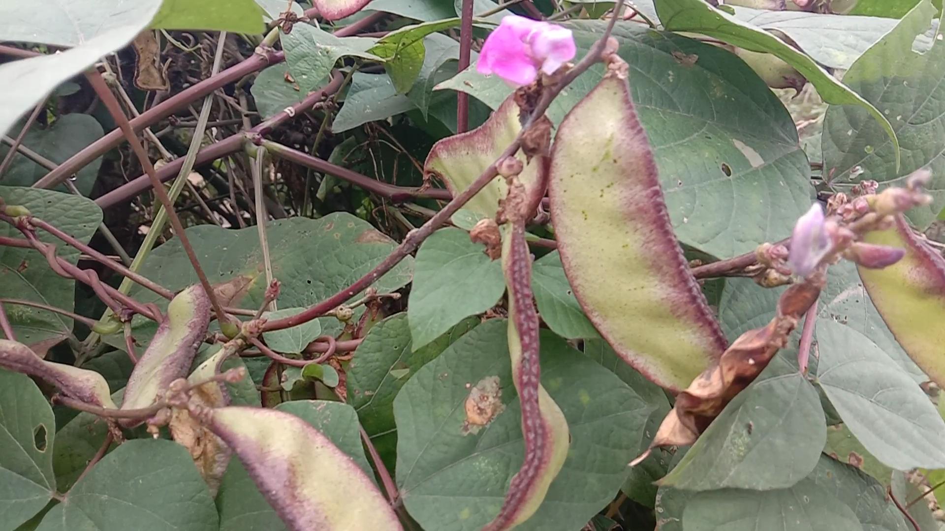 扁豆健脾的功效与作用,小小扁豆竟有这么多的养生功效