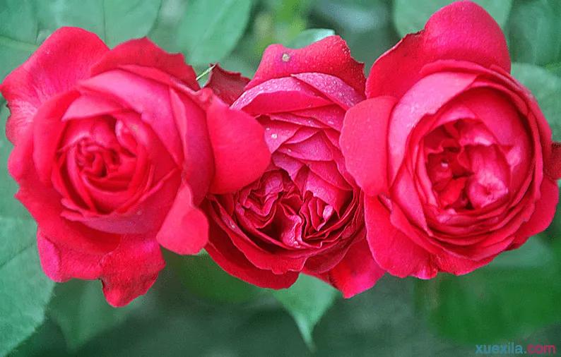 月季美图100张,妩媚动人的月季花图片