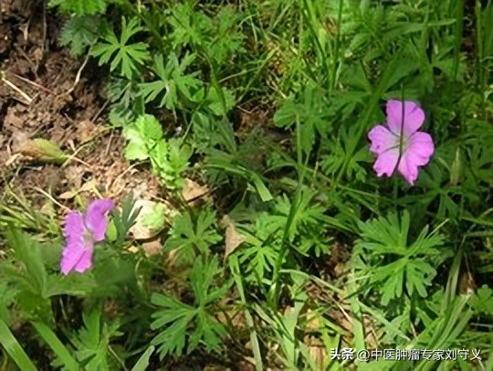 中药方老鹳草,中草药老鹳草治什么病