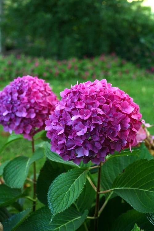 6月绣球小苗怎么养,6月养兰技巧