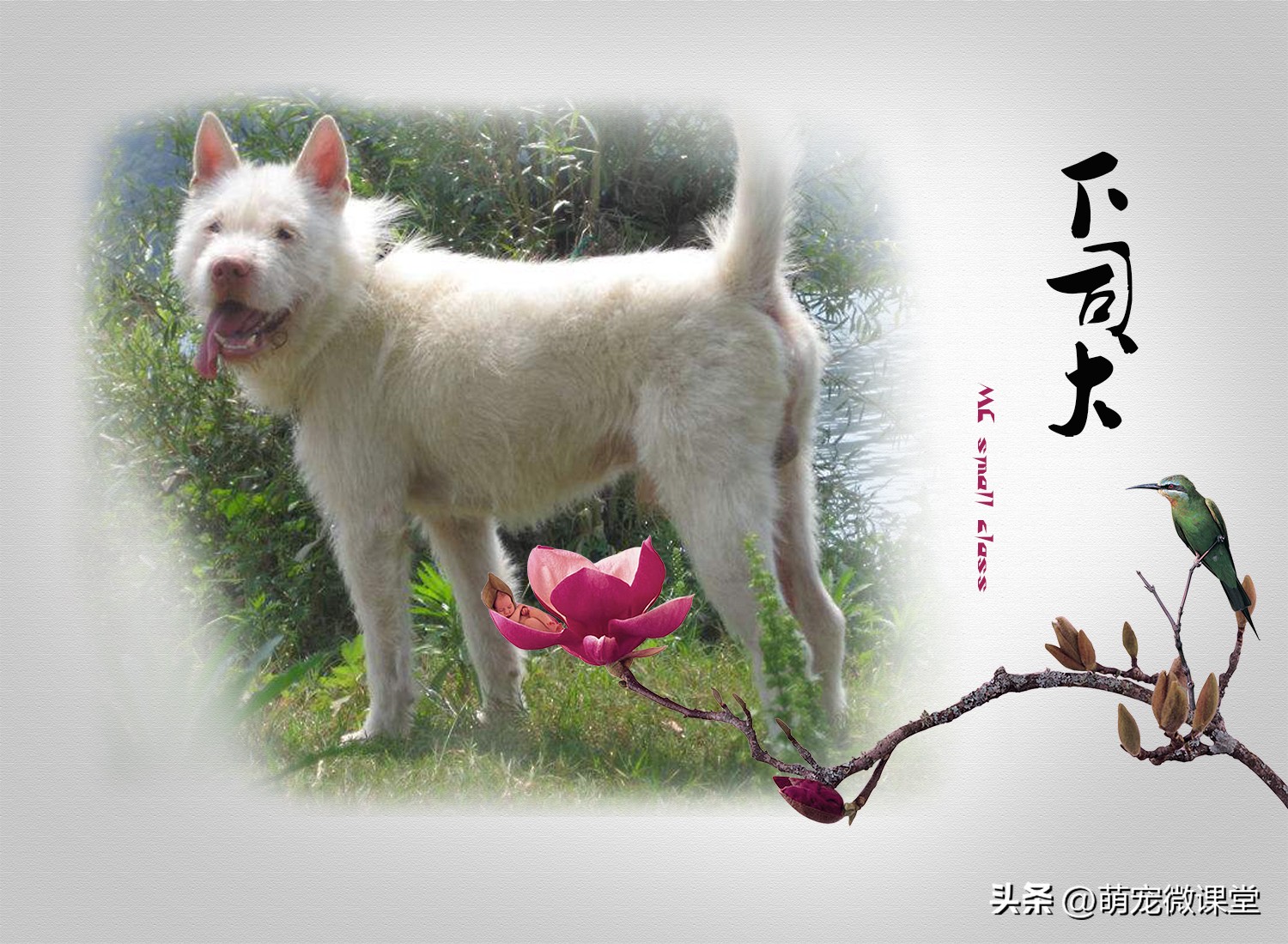 盘点我国本土犬种，有没有你们家乡的犬种？