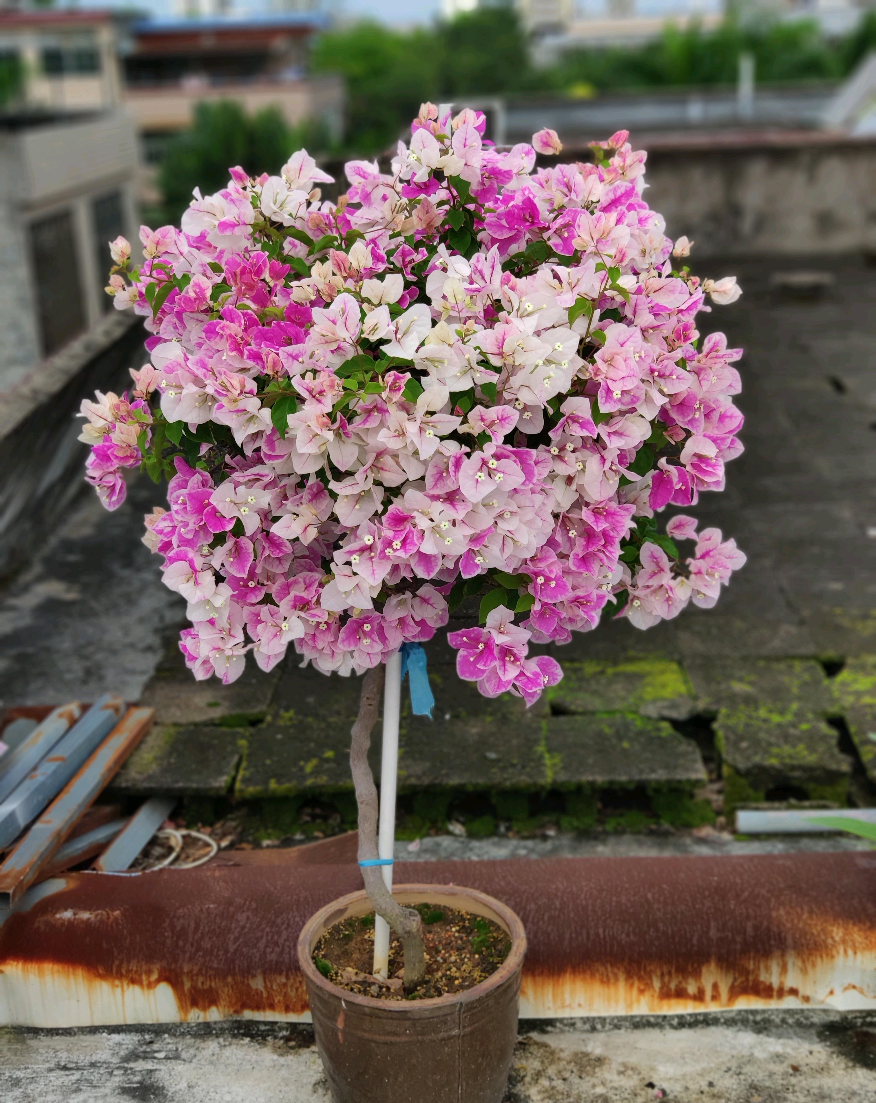 红心樱花三角梅特点,三角梅银边浅紫四季开花好养易活