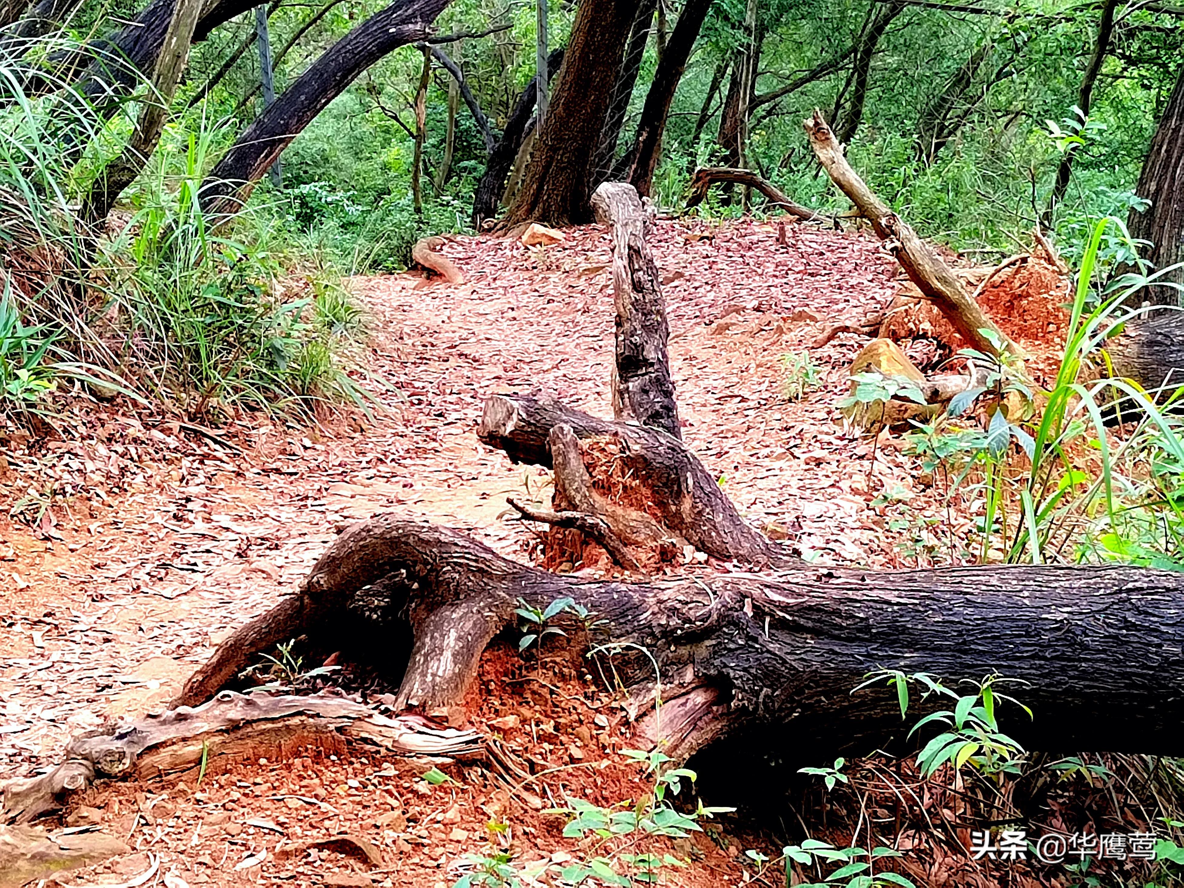 凤岗花园后面的原始森林