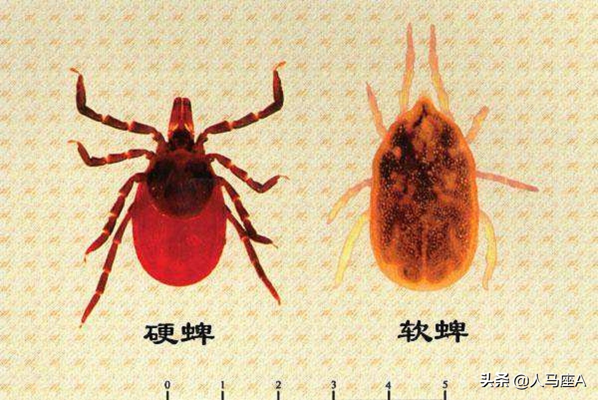 上海白蚁可怕？这种小虫子才厉害！河南3人疑似蜱虫病人传人死亡