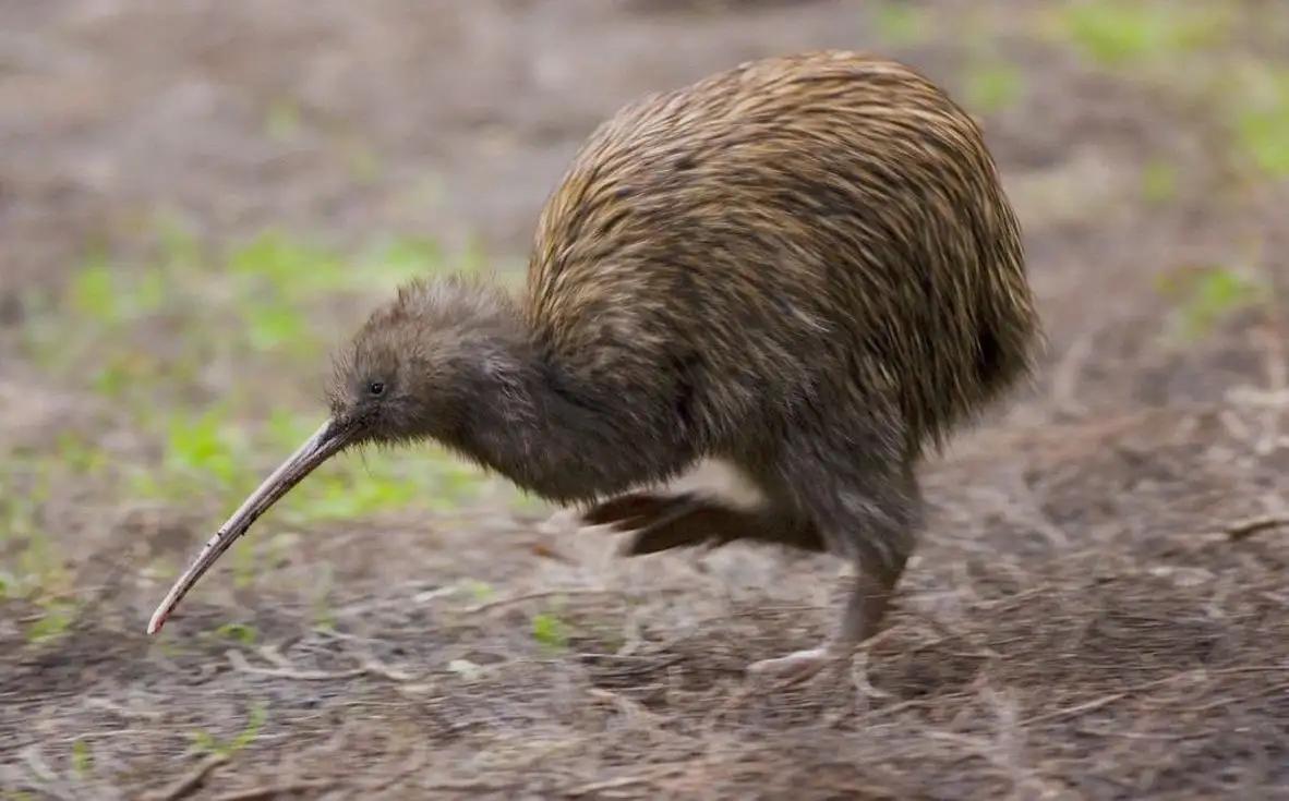 中国进口的猕猴桃,新西兰猕猴桃为啥畅销世界