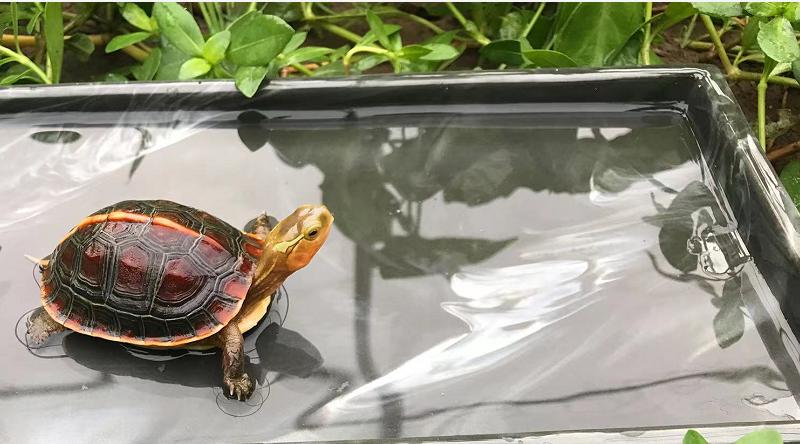 黄缘龟怎么培养,黄缘龟和黄缘闭壳龟有什么区别