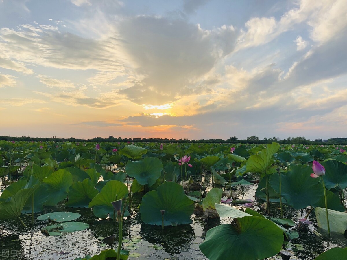 魅力微山湖喜提5*级A**