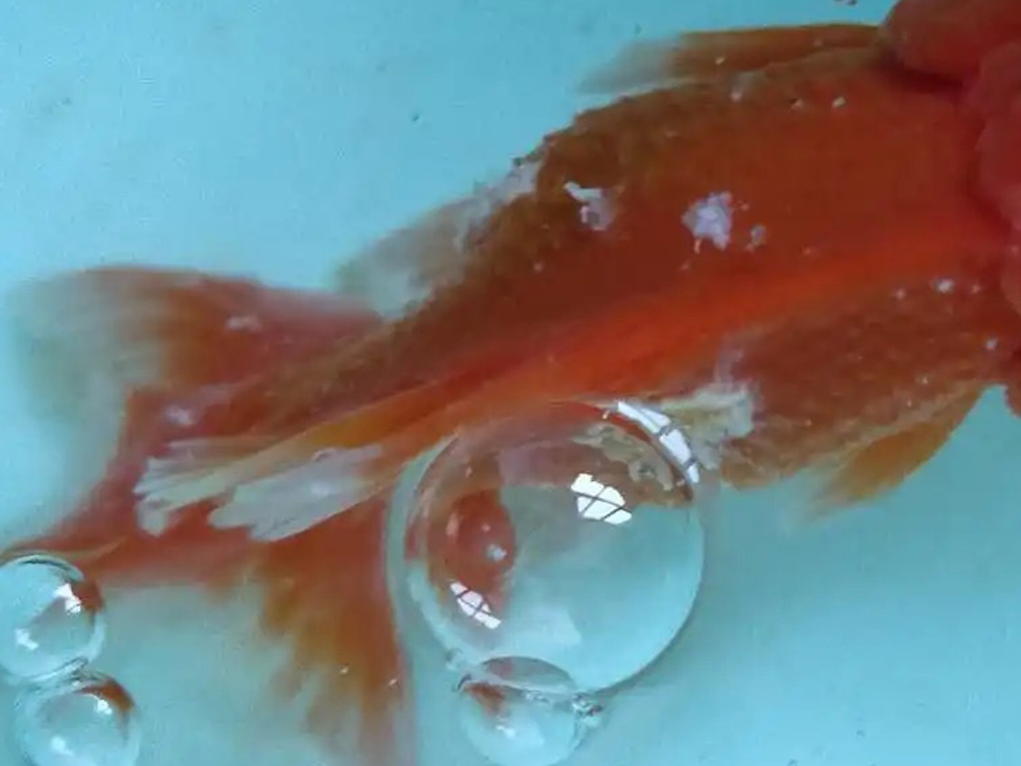 金鱼常见病及防治方法,金鱼锦鲤常见病怎样医治