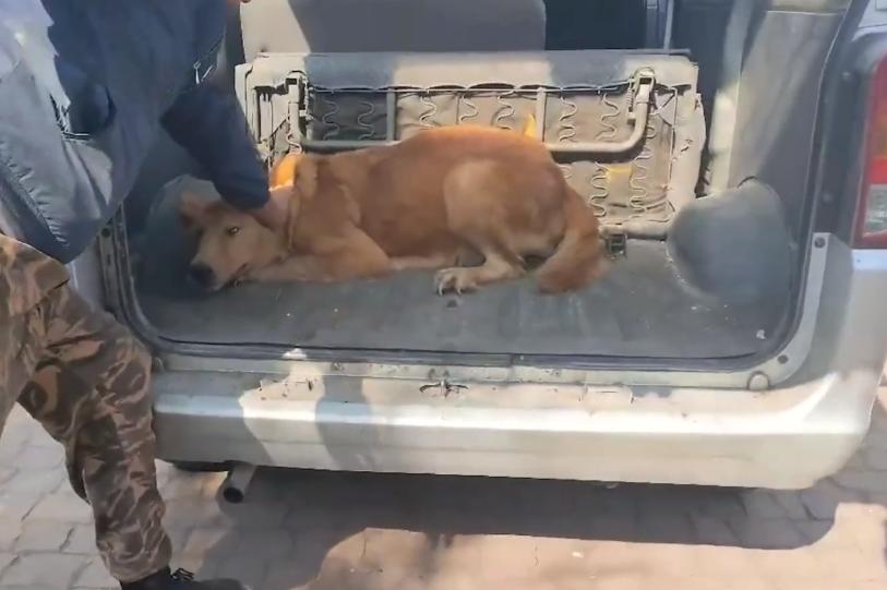 被养殖场淘汰的金毛犬，只能在笼子里端着盆子替它的孩子讨要食物