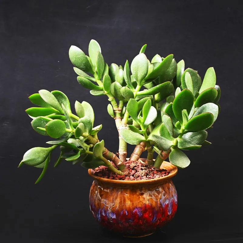 发财树绿萝吊兰怎么养怎么换盆,发财树绿萝金钱树这类花怎样养护