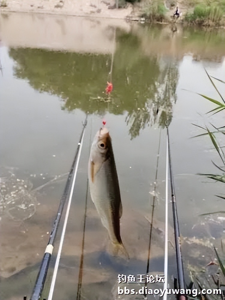 大鲫饵料,给人信心