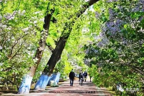 80年代的哈尔滨你还记得吗,哈尔滨70年代视频