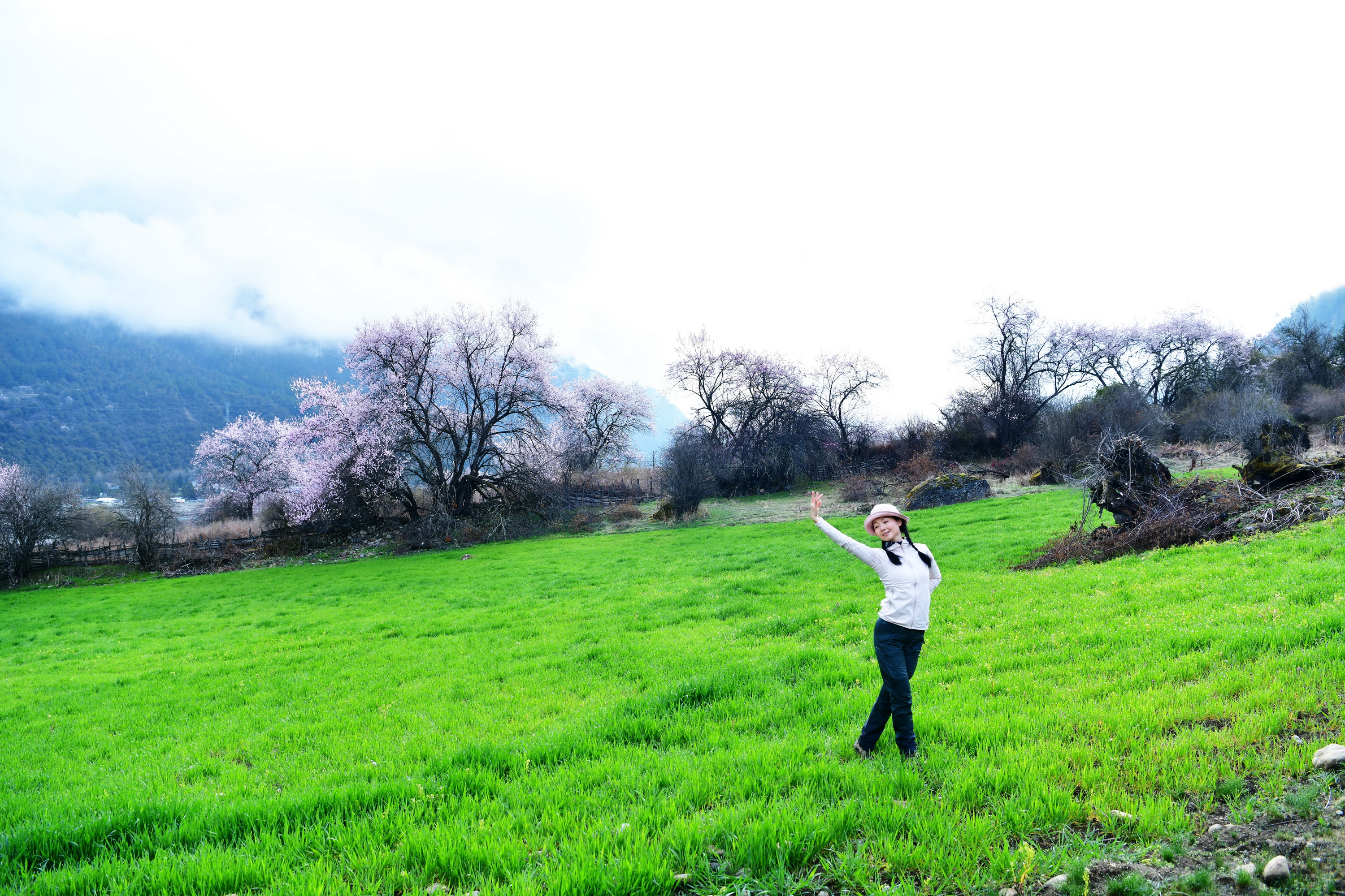 雪域林芝桃花图片 (在雪域江南西藏林芝邂逅漫山桃花)