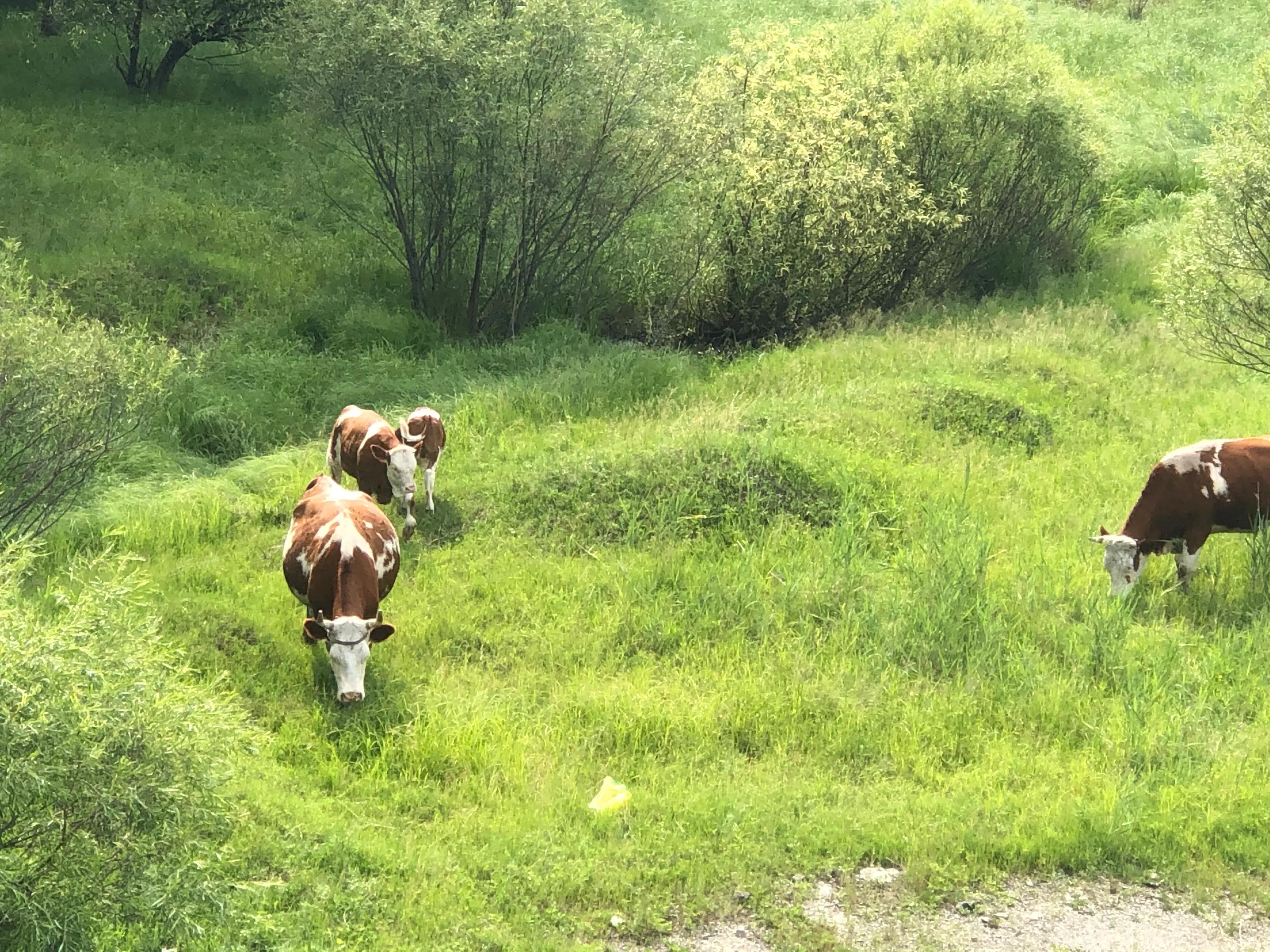 牛之道馅饼,牛之道特色