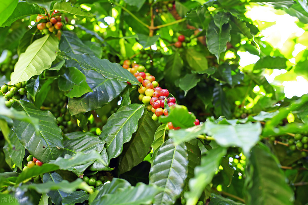 咖啡豆的种植技术创新,产量大的咖啡豆种