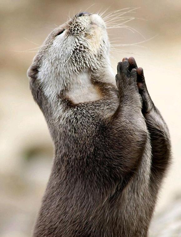 论语说文之一〇六——《笠翁对韵》之“十四盐”