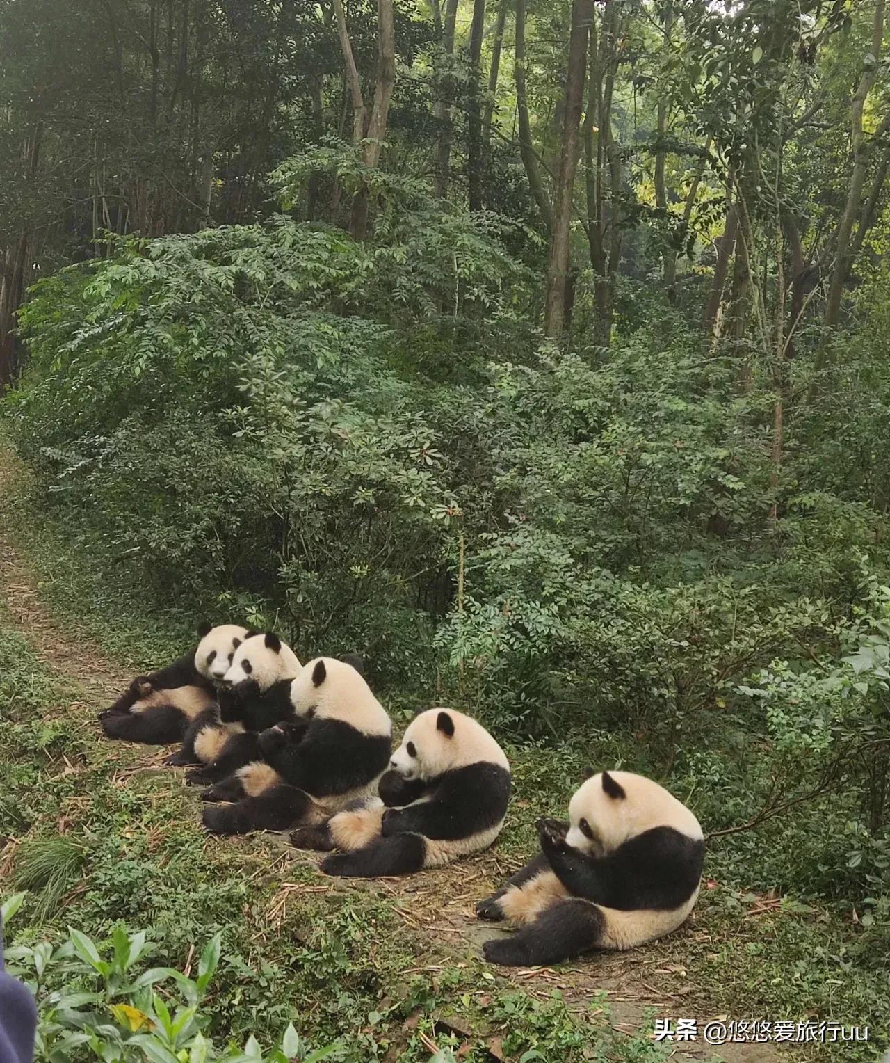 成都旅游攻略成都必去的五个地方,成都攻略十个必须要去的地方