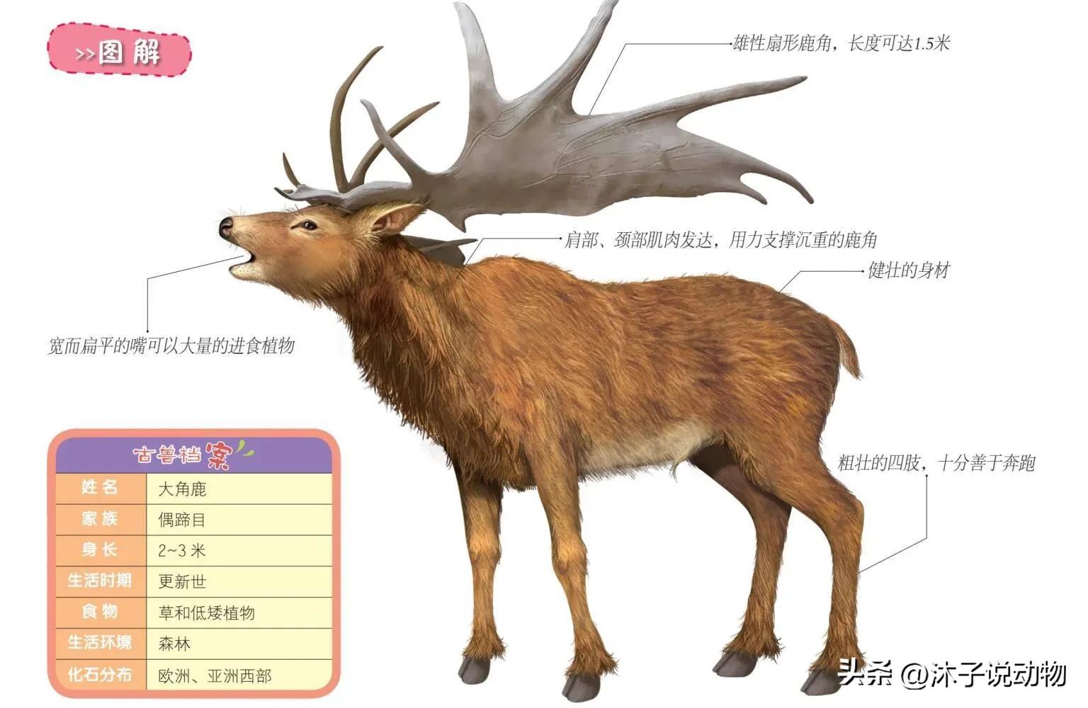 大角鹿灭绝,巨大角鹿灭绝了多少年