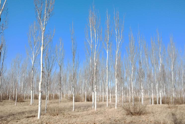 甘肃女子变卖家产花千万开发沙漠,女子砸千万家产完整版